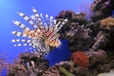 There are underwater wonders too - Credit: GETTY