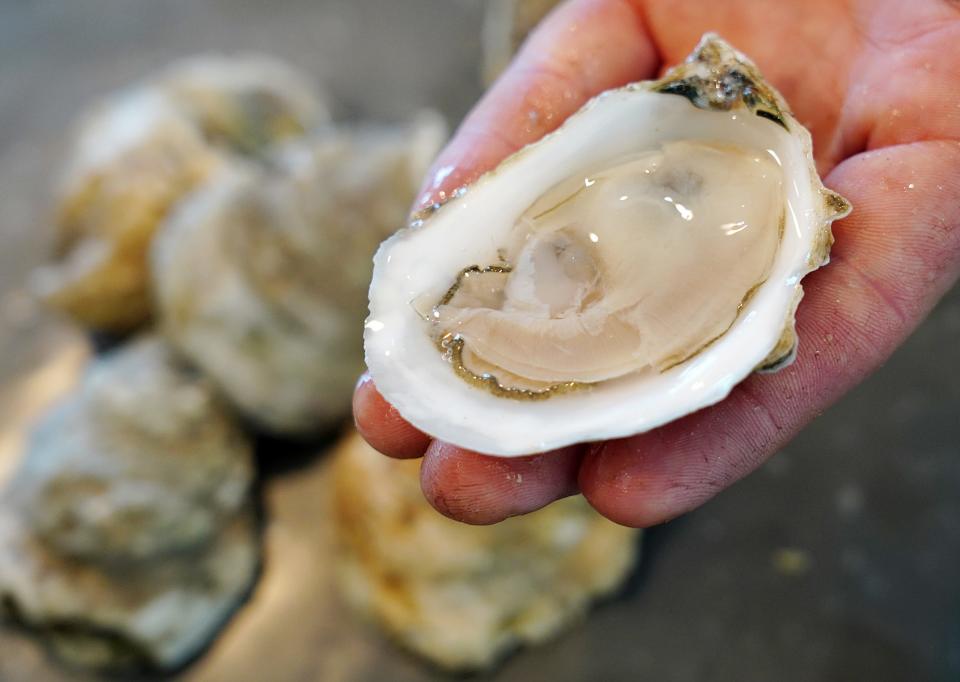 Conor Walsh, co-owner of the Swell Oyster Co., displays fresh oysters from the company's 2-acre farm in Hampton Harbor, now availble at the Swell Oyster Shack, at 1 Ocean Boulevard.