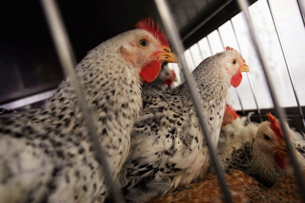 avian-influenza-rise.jpg - Credit: Spencer Platt/Getty Images