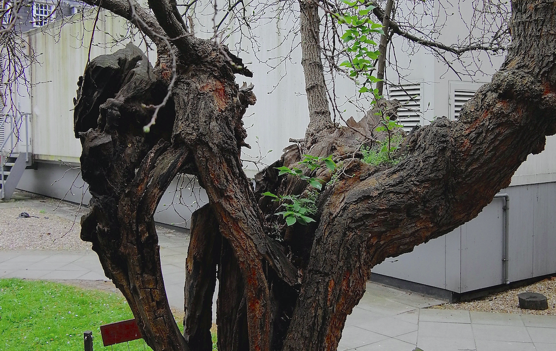 The Bethnal Green Mulberry Tree has become a celebrated landmark for many locals. (SWNS)