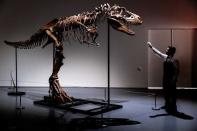 <p>Le squelette de Gorgosaurus, une espèce de dinosaure cousin du T-Rex et ayant vécu il y a plus de 77 millions d'années, est à vendre aux enchères par la maison Sotheby's.</p>