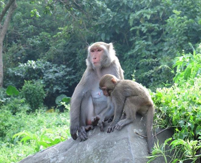 動物生存本能裡，沒有「加害」目的，我們要先檢討修正的，是人類種種自以為是的行為。（作者提供）