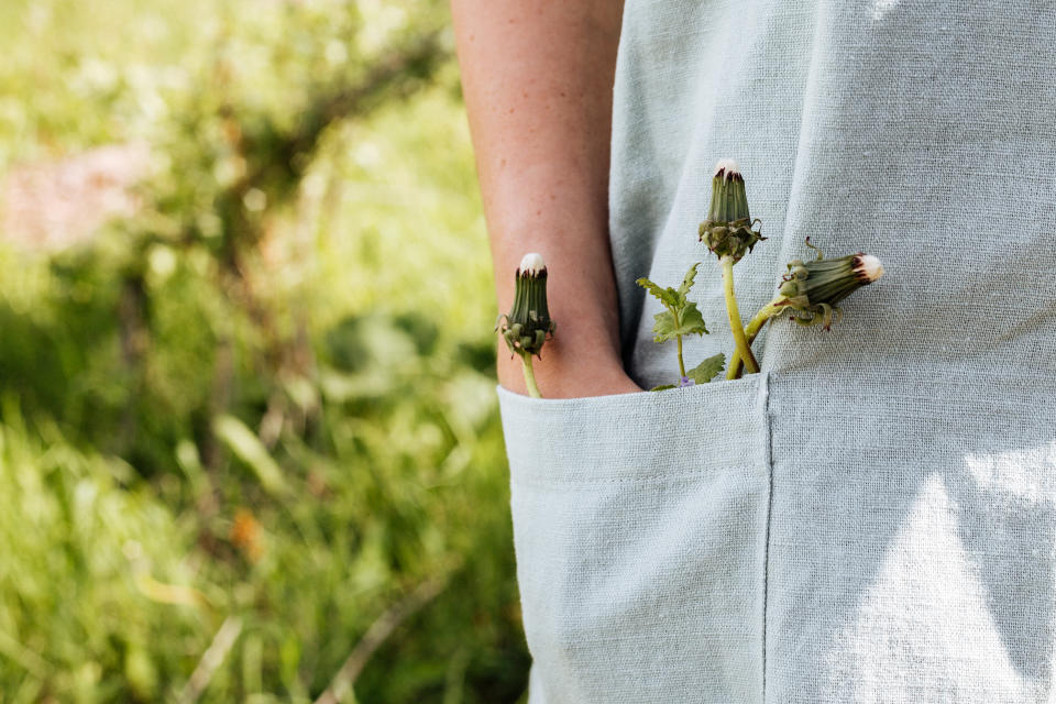 In the pocket of a linen apron a woman's hand with dandelions.