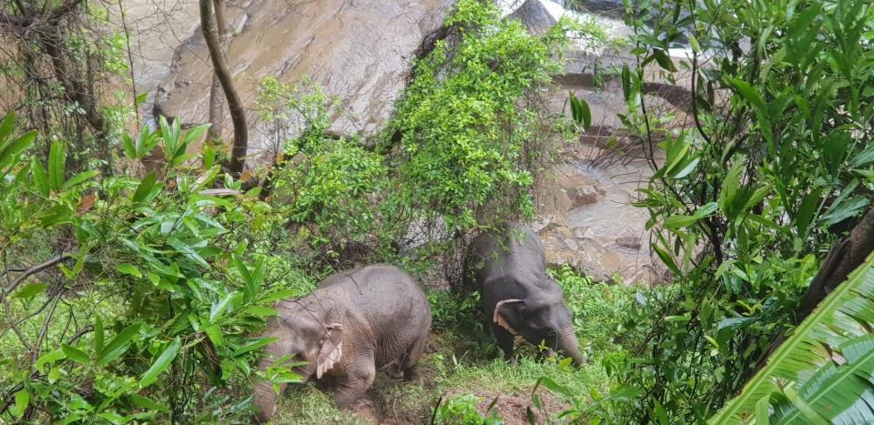 In this Oct. 5, 2019, photo released by the Department of National Parks, two elephants are seen stuck on the edge of the Haew Narok Waterfall in Khao Yai National Park, Nakhon Nayok, central Thailand. A herd of wild elephants was swept away by raging waters in Thailand's national park, drowning six, while rangers helped steer two animals out of a deep ravine. (Department of National Parks via AP)