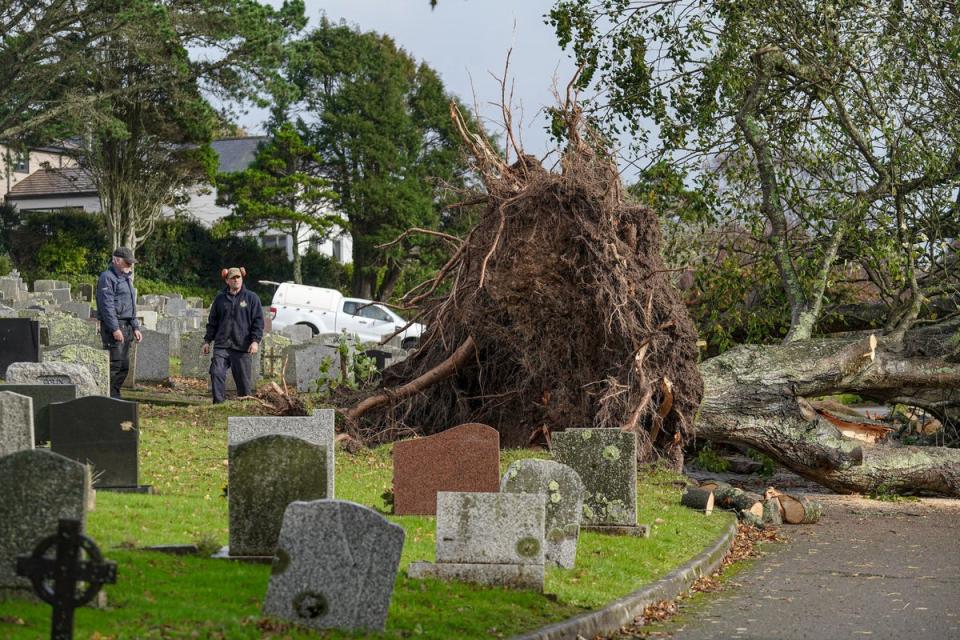 Trees brought down by the storm in Falmouth (Getty Images)