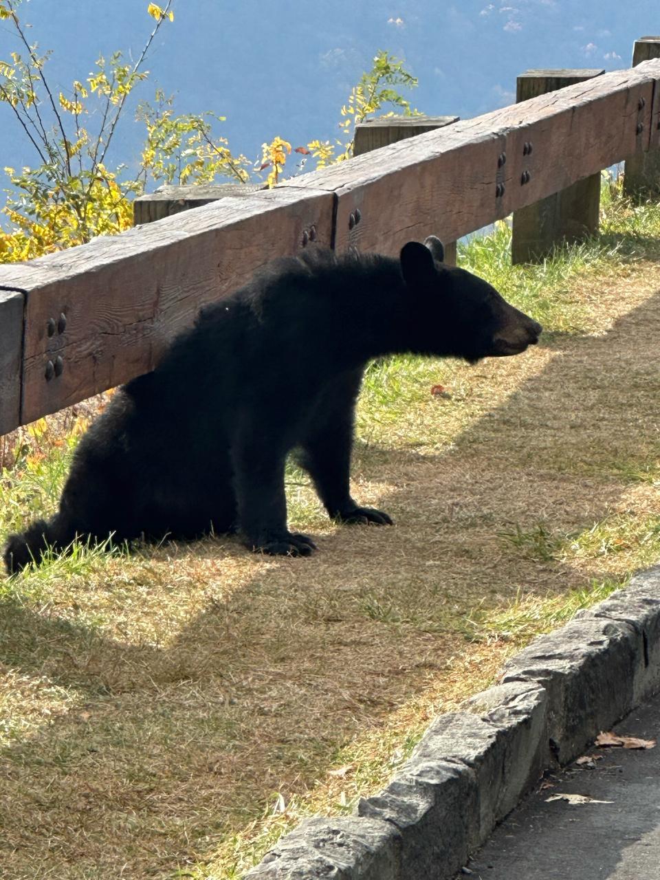 A black bear sits near the curb of Lane Pinnacle Outlook Oct. 29, 2023.