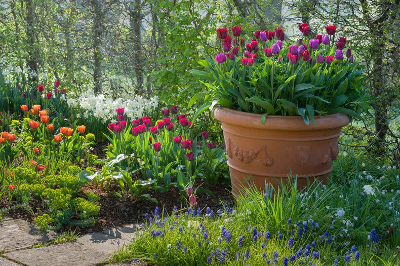 The Lime Walk in April at Sissinghurst Castle Garden, Kent - huge pots of deep pink and purple tulips, with lots of colourful flowers around it on the ground and some paving stones, all in the sunshine