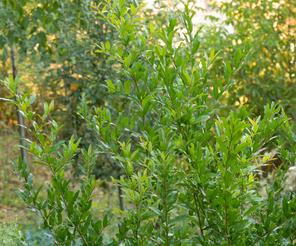 pomegranates tree developing after spring planting