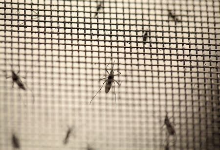 Aedes aegypti mosquitoes are seen at the Laboratory of Entomology and Ecology of the Dengue Branch of the U.S. Centers for Disease Control and Prevention in San Juan, March 6, 2016. Picture taken March 6, 2016. REUTERS/Alvin Baez