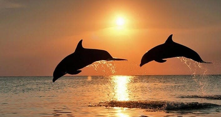 Enjoy the sunset and the beach, and learn a thing or two, during the Dolphin Beach Walk on July 6.