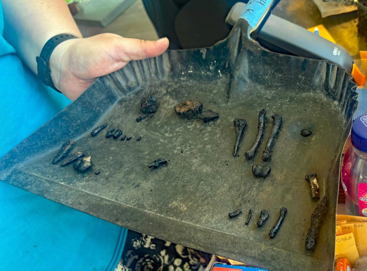 A hand holds a dustpan with small fossil bones that are covered in asphalt