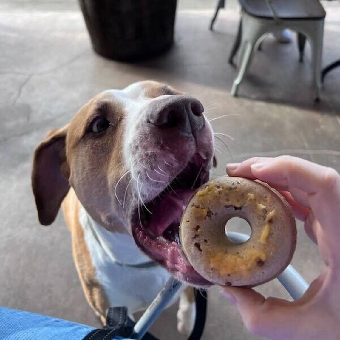 Kane, a five-year-old lab mix, takes a bite out of a doggy doughnut. The Sneaky Beagle restaurant, near Carolina Forest, has a separate menu for dogs. January 3, 2022. Provided photo.