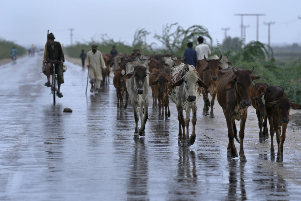 A villager moves with his flock of cows on a highway as he shifting them on higher place following fled from coast area due to Cyclone Biparjoy approaching, near Thatta, Pakistan's southern district in the Sindh province, Wednesday, June 14, 2023. The coastal regions of India and Pakistan were on high alert Wednesday with tens of thousands being evacuated a day before Cyclone Biparjoy was expected to make landfall. (AP Photo/Fareed Khan)