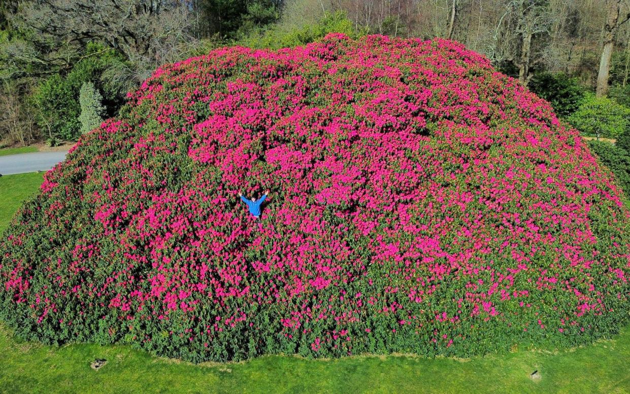 England's largest rhododendron bush