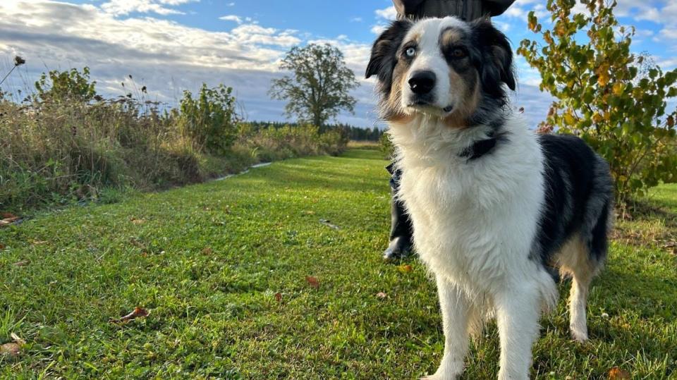 Minoune, 7, is an Australian Shepherd and truffle hunter.