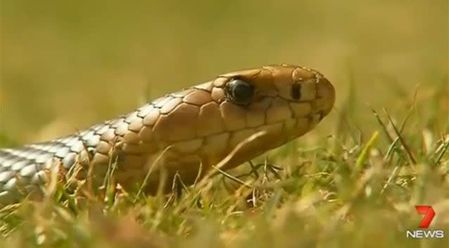 A scene that is becoming all to familiar on the Gold Coast. Source: 7 News.