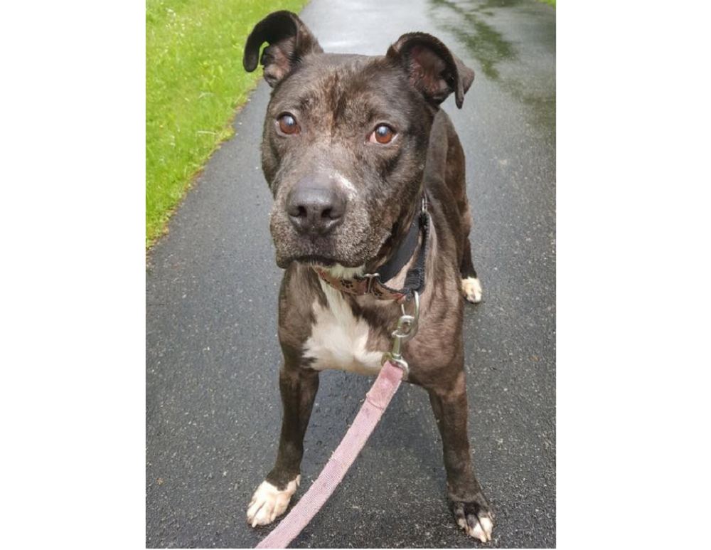 Caesar the dog is finally going to a forever home after staying in a shelter for over five years. — Picture via Facebook/ Animal Charity of Ohio