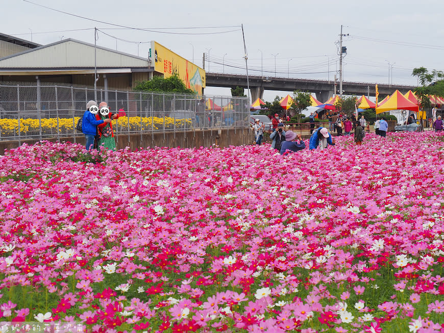 2023銅鑼杭菊芋頭節