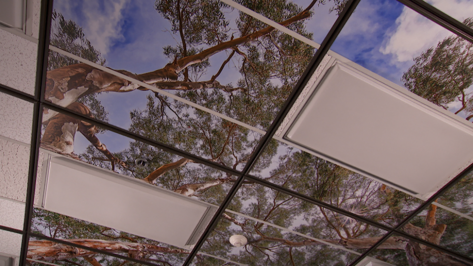 Part of the Nature in the Classroom installation on the ceiling of Logan Earnest's classroom. / Credit: CBS News