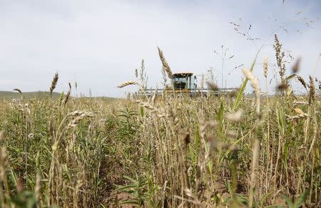 A harvester works in a crops field affected by drought, near Ulaanbaatar, in Talbulag, Jargalant district, Tov province, Mongolia, August 26, 2015. REUTERS/B. Rentsendorj
