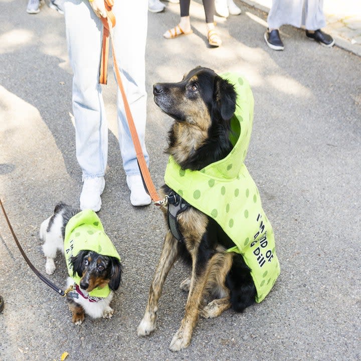 two dogs dressed as a big dill