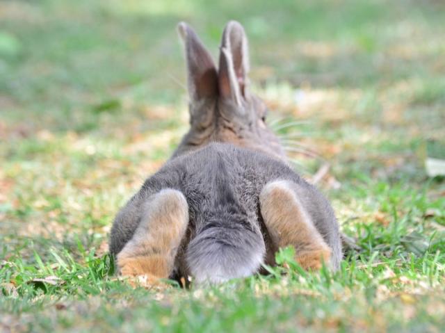 MILIEU DE VIE DU LAPIN