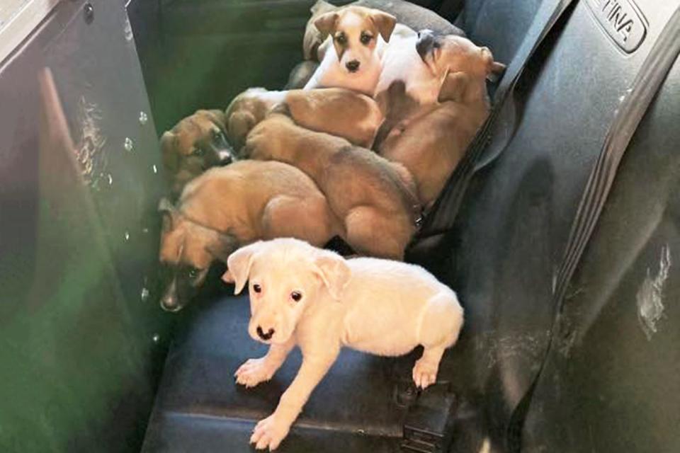 <p>Garden City Police Department</p> Puppies rescued in Garden City, Kansas, by police officers