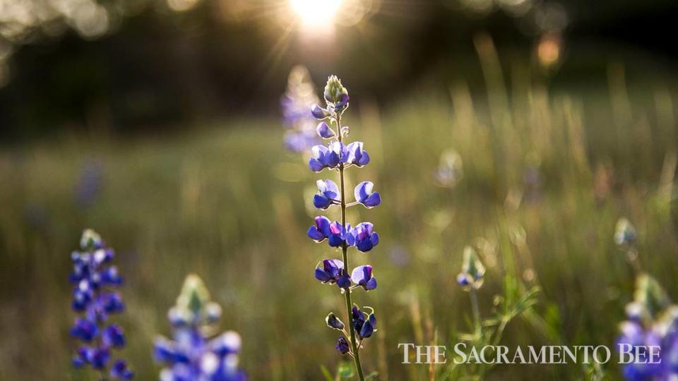 Purple lupines bloom at Rattlesnake Bar in the Folsom Lake Recreation Area.