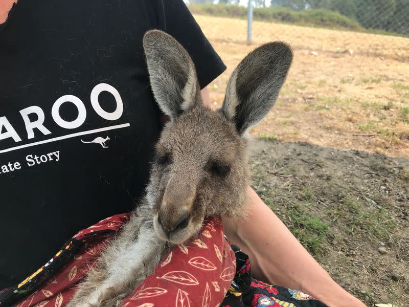 WIRES volunteer and carer Tracy Dodd holds a kangaroo with burnt feet pads after being rescued from bushfires in Australia's Blue Mountains area