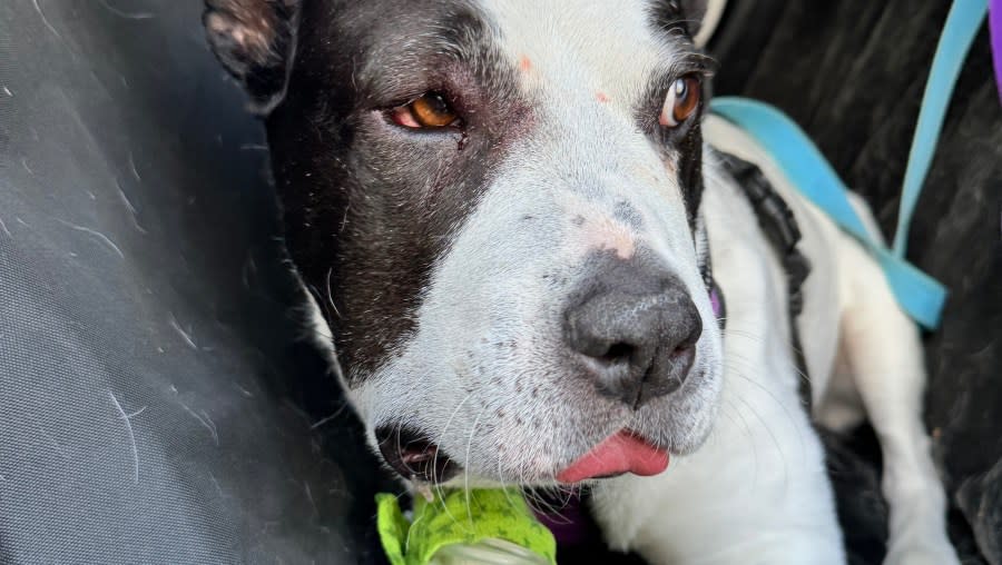 Image shows a black and white dog recovering from a snake bite.