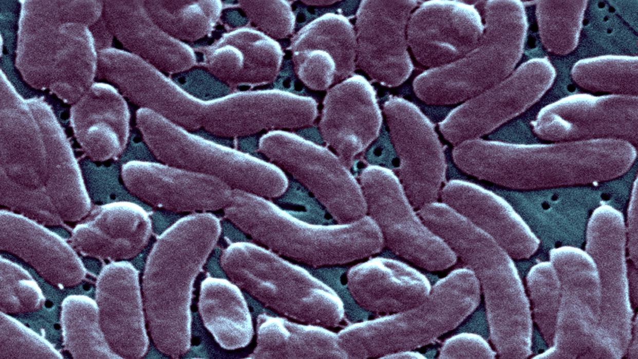  Vibrio Vulnificus bacteria 