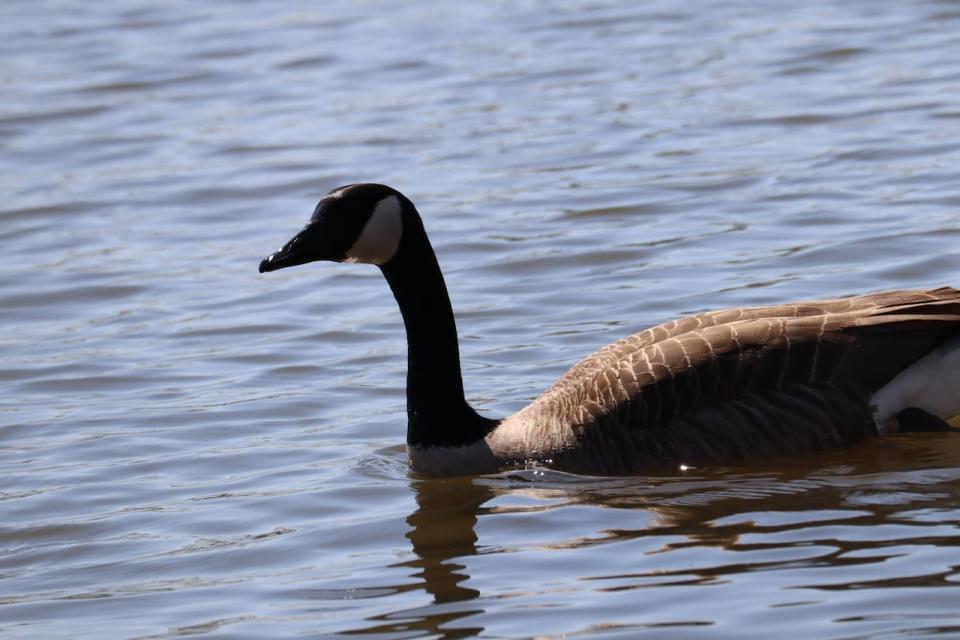 Lachine has hired an animal management firm to scare the geese away using loud noises, dogs on leashes and remote-controlled cars.