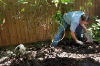 MIAMI, FL - SEPTEMBER 15: Dr. Keith Richardson, Florida Department of Agriculture, looks for Giant African land snails as he works on eradicating a population of the invasive species in Miami-Dade County on September 15, 2011 in Miami, Florida. The Giant African land snail is one of the most damaging snails in the world because they consume at least 500 different types of plants, can cause structural damage to plaster and stucco, and can carry a parasitic nematode that can lead to meningitis in humans. The snail is one of the largest land snails in the world, growing up to eight inches in length and more than four inches in diameter. (Photo by Joe Raedle/Getty Images)