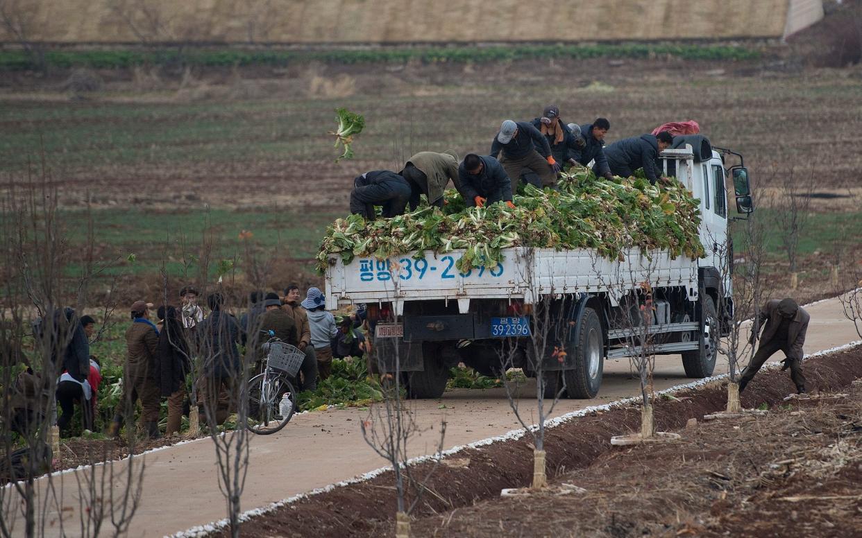 North Korea will not meet its agriculture goals this year - © Eddie Mulholland