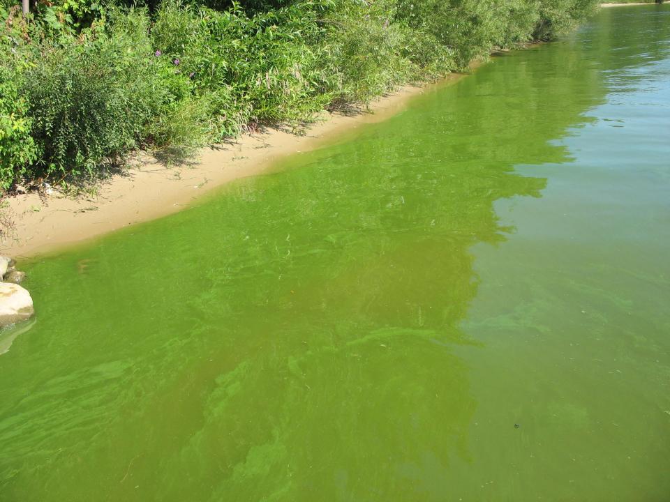 The Allegan County Health Department has confirmed a harmful algal bloom at Duck Lake in Cheshire Township.