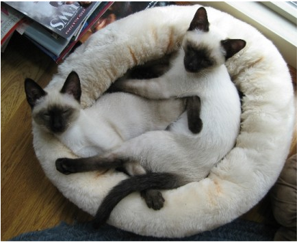 Siamese Kittens