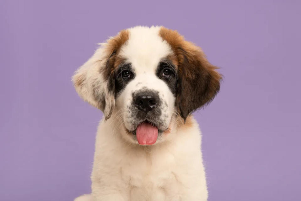 Saint Bernard puppy portrait.