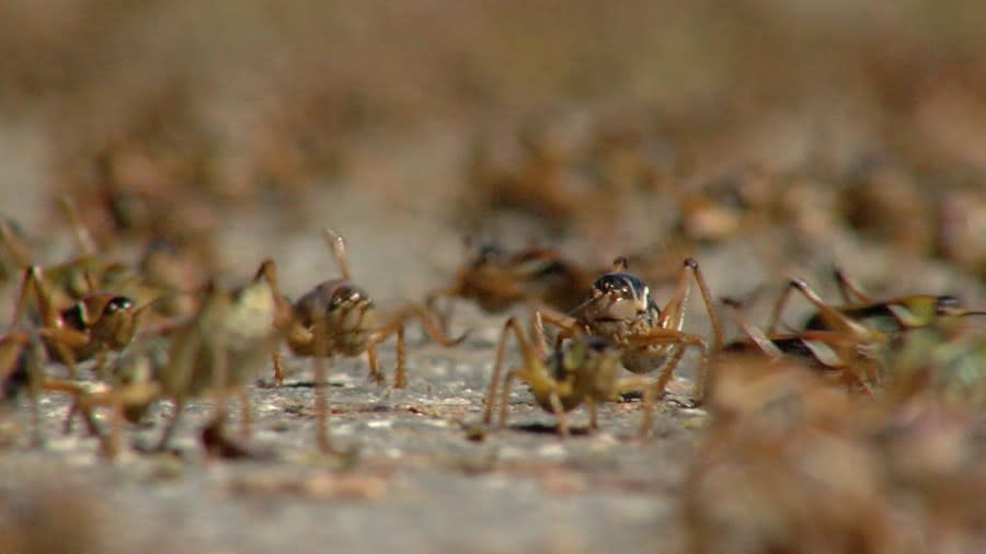 Mormon crickets march on Spring Creek, Nevada, on May 15, 2024.