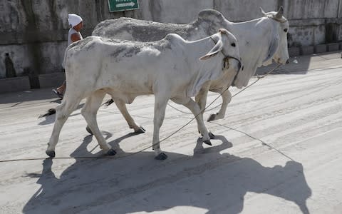 Many residents are worried about leaving their livestock behind - Credit: Aaron Favila/AP