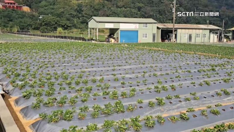 放眼望去，整片草莓園還是有許多葉子已枯萎的植株。