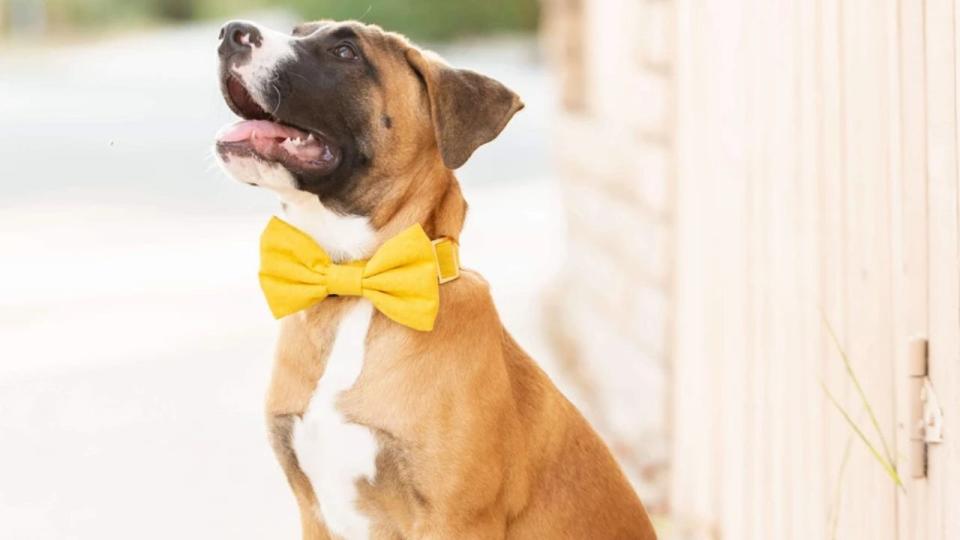Best gifts for dog lovers: Satsuma Bow Tie Collar