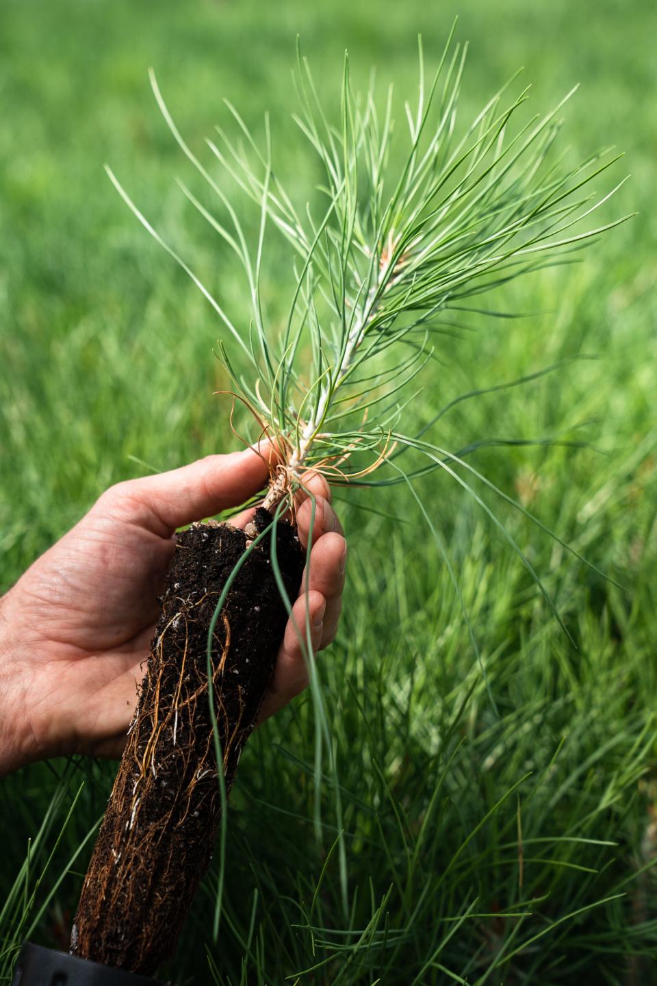 Ponderosa pines grow at the Colorado State Forestry Service Nursery in Fort Collins on Aug. 31. A shortage of seedlings has been a hindrance to planting efforts nationwide.