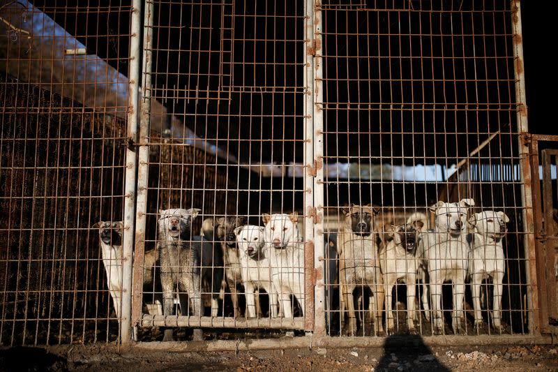 FILE PHOTO: Dogs are pictured in cages at a dog meat farm in Wonju