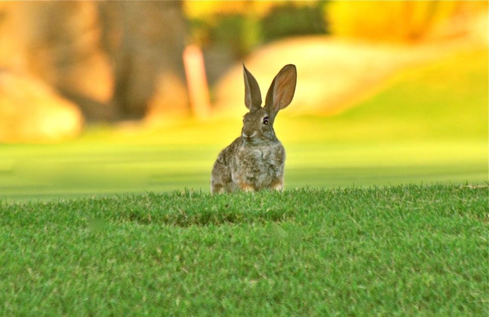 A bunny on the golf course at the Boulders Resort & Spa Scottsdale.
