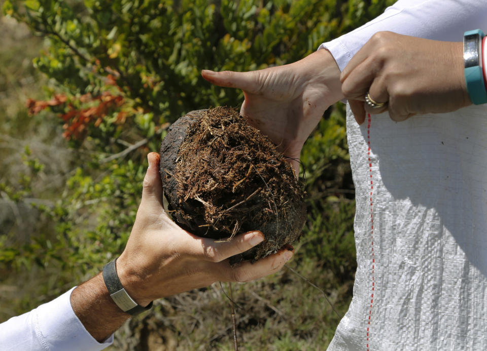 Les Ansley, and his wife Paula, collect fresh elephant dung in the Botlierskop Private Game Reserve, near Mossel Bay, South Africa, Tuesday, Oct. 24, 2019. The makers of a South African gin infused with elephant dung swear their use of the animal’s excrement is no gimmick. The creators of Indlovu Gin, Les and Paula Ansley, stumbled across the idea a year ago after learning that elephants eat a variety of fruits and flowers and yet digest less than a third of it. (AP Photo/Denis Farrell)