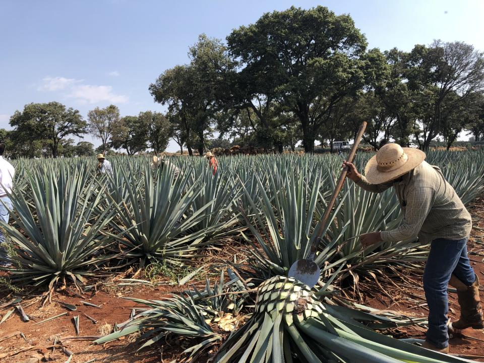 Jimadors harvesting agave at La Alteña distillery in Jalisco. Jimadors uses a coa, a round blade attached to 5-foot long handle, to shear the plants’ sword-like leaves to reveal large piñas, or cores, which are then split and cooked in ovens for up to 72 hours. [Photo: May Ann Akers]