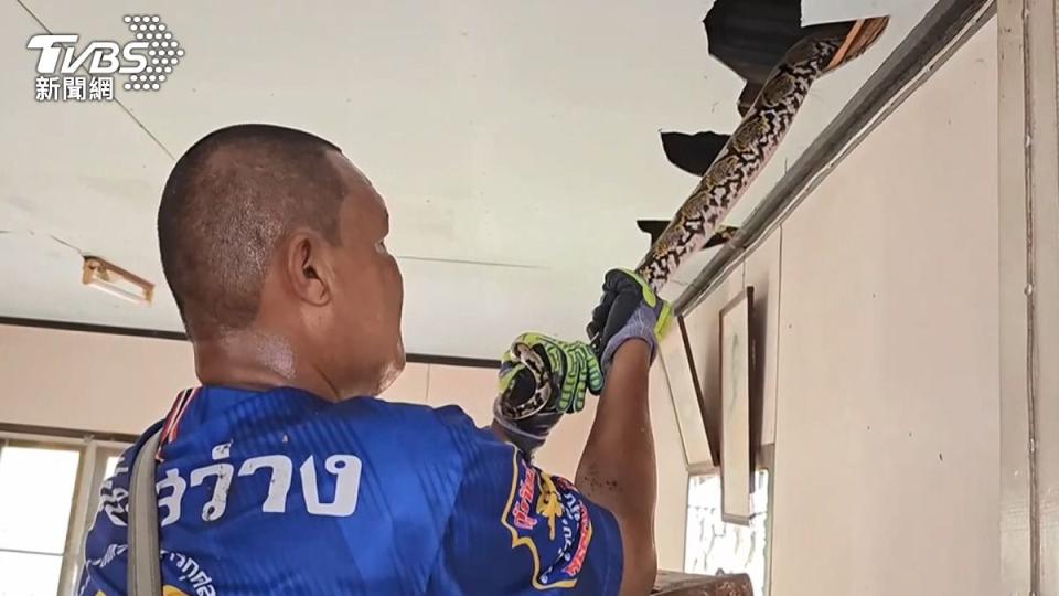 消防員抓住蛇尾，試圖將巨蟒拉下天花板。（圖／達志影像美聯社）