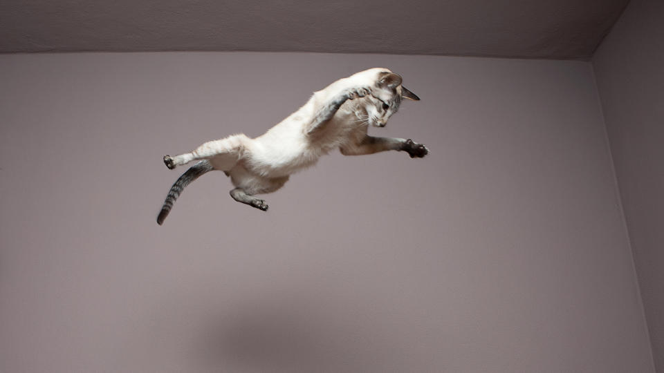 Cat leaping