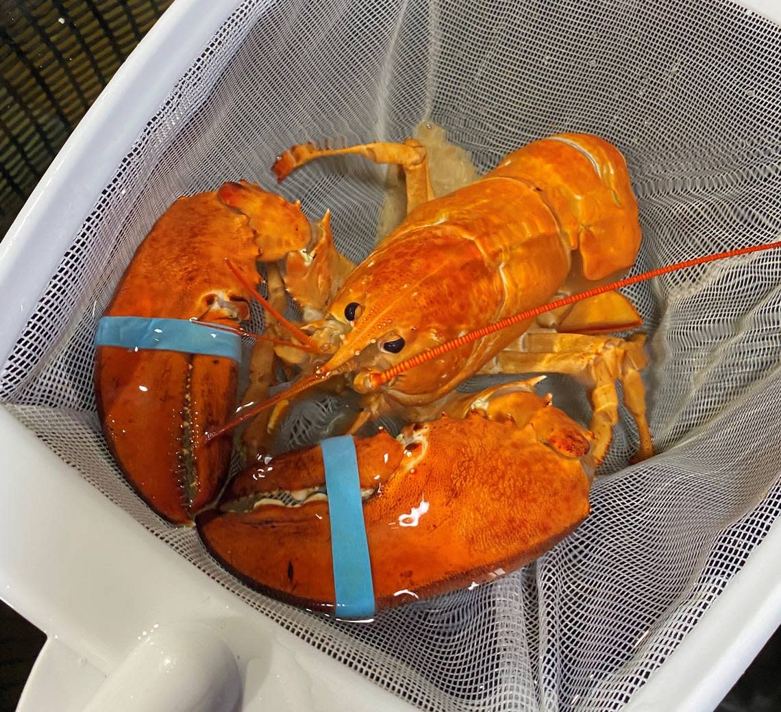 A Red Lobster restaurant in Hollywood, Florida, found this rare orange lobster in its seafood shipment, rescued her, named her Cheddar after the restaurant’s Cheddar Bay Biscuits and gave her to the Ripley’s Aquarium in Myrtle Beach to live out the rest of her days far from the dinner table.