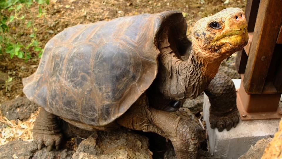 Tortuga gigante de Galápagos